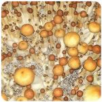 Псилоцибиновые (галлюциногенные)  грибы Psilocybin "Golden Teacher" в Красноярске